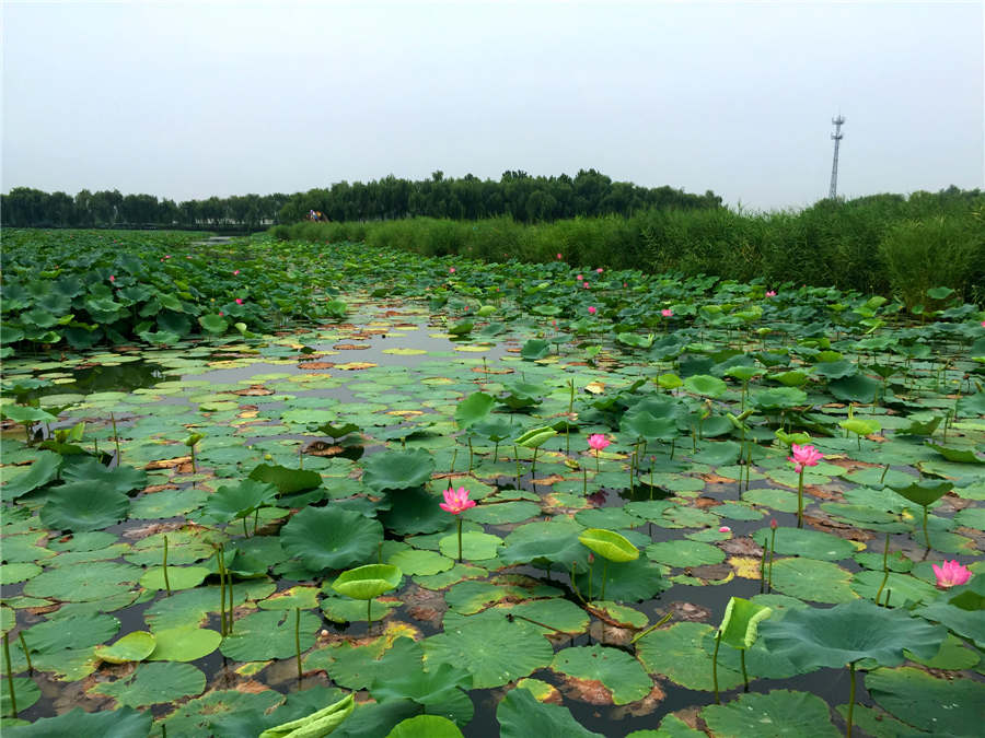 Baiyangdian Lake embraces most beautiful season in Hebei