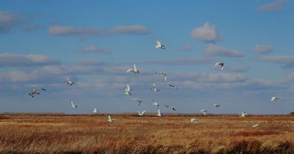 Endangered water bird Oriental stork seen in Naolihe reserve