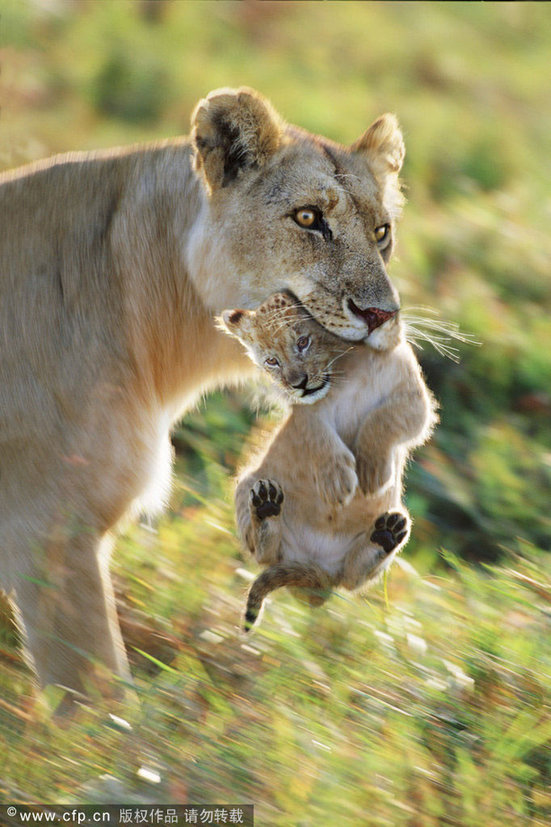 Magic of mothers and cubs