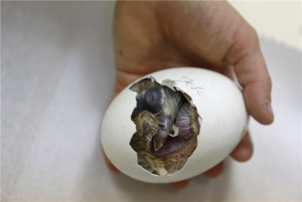 Newborn Griffon Vulture chick at zoo