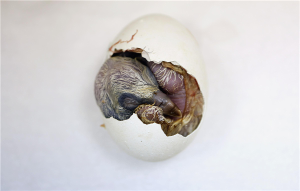 Newborn Griffon Vulture chick at zoo