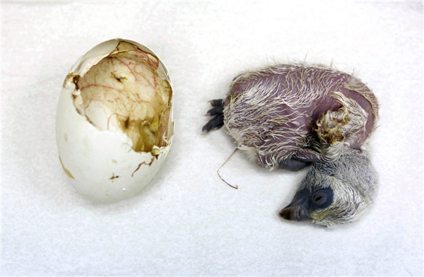 Newborn Griffon Vulture chick at zoo