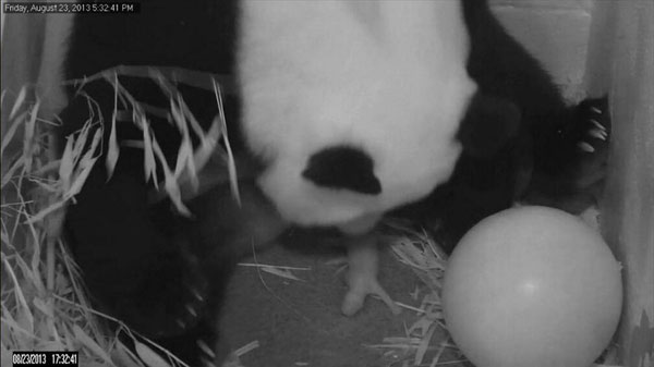 Panda cub born at US National Zoo