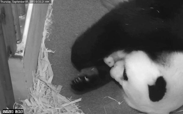 Tests reveal gender of giant panda born in US zoo