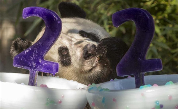 Panda 'Bai Yun' celebrates 22nd birthday in US