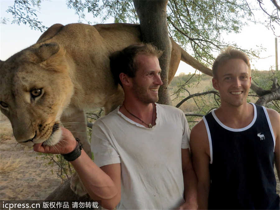 Lioness bonds with new family