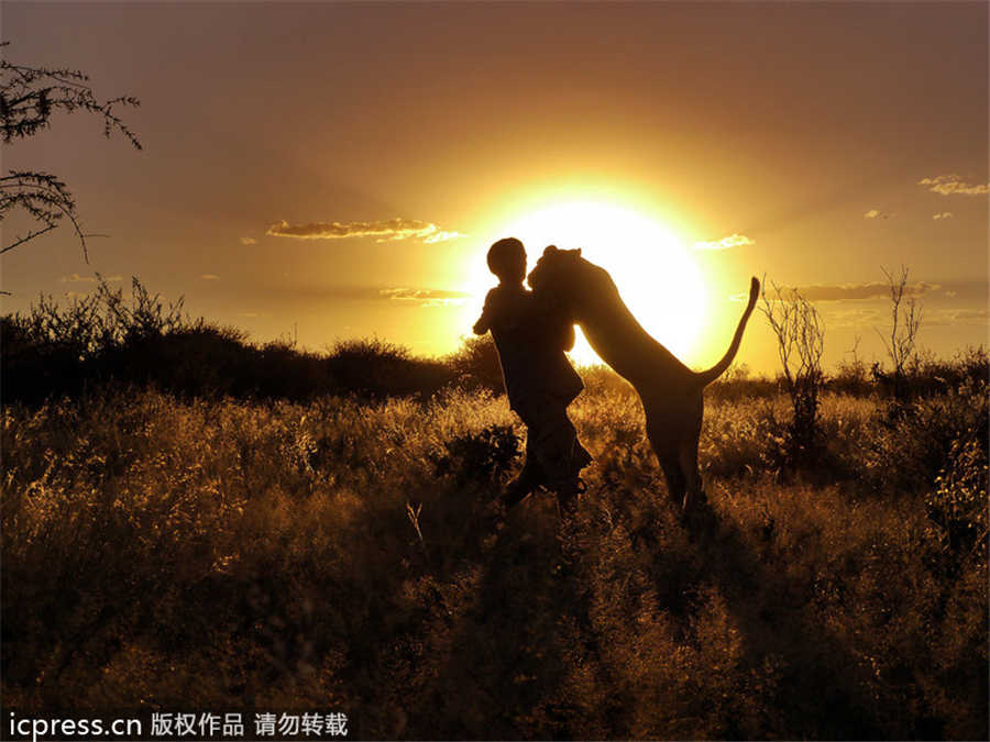 Lioness bonds with new family