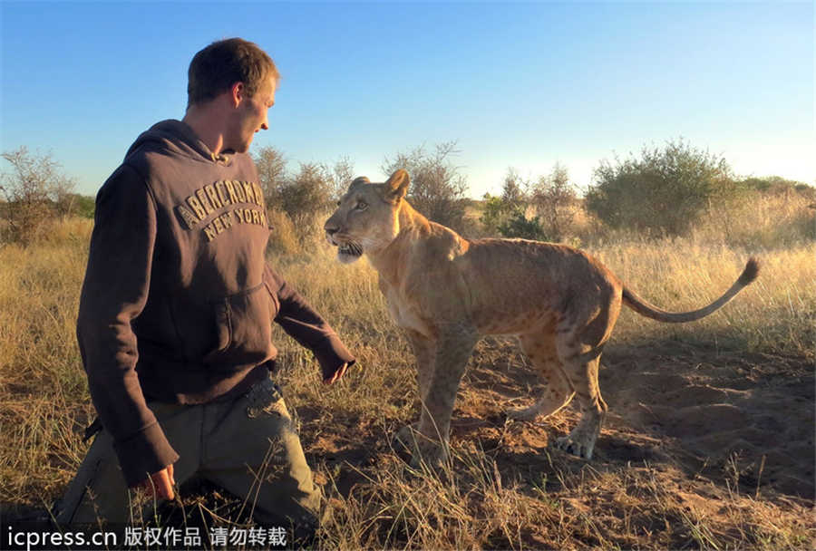 Lioness bonds with new family