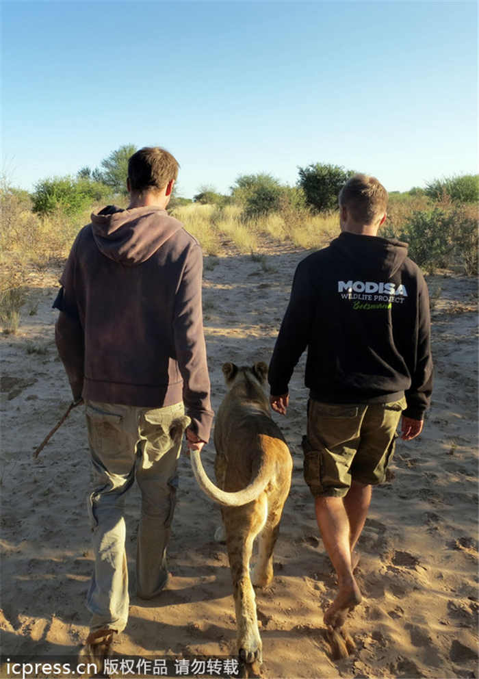 Lioness bonds with new family