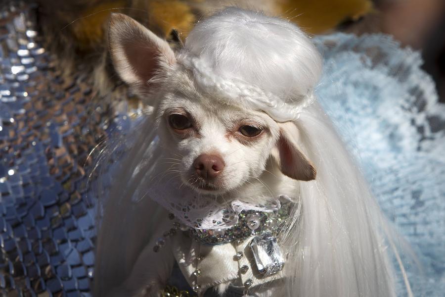 Halloween Dog Parade kicks off in New York