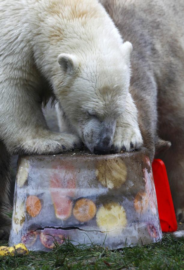 Polar bear twins celebrate 1st birthday