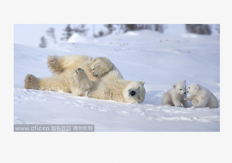 Don't have to be a queen to live in frozen wild of snow