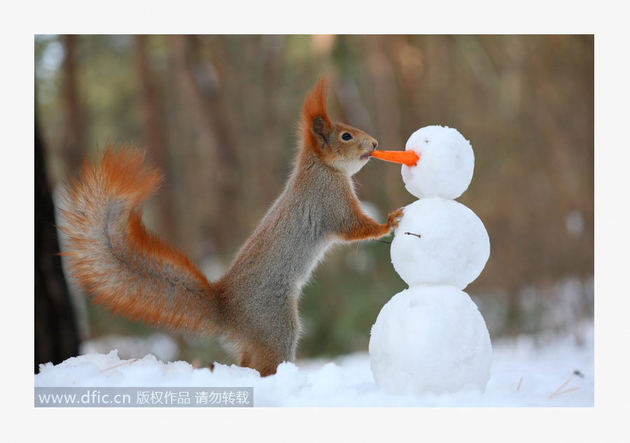 Don't have to be a queen to live in frozen wild of snow