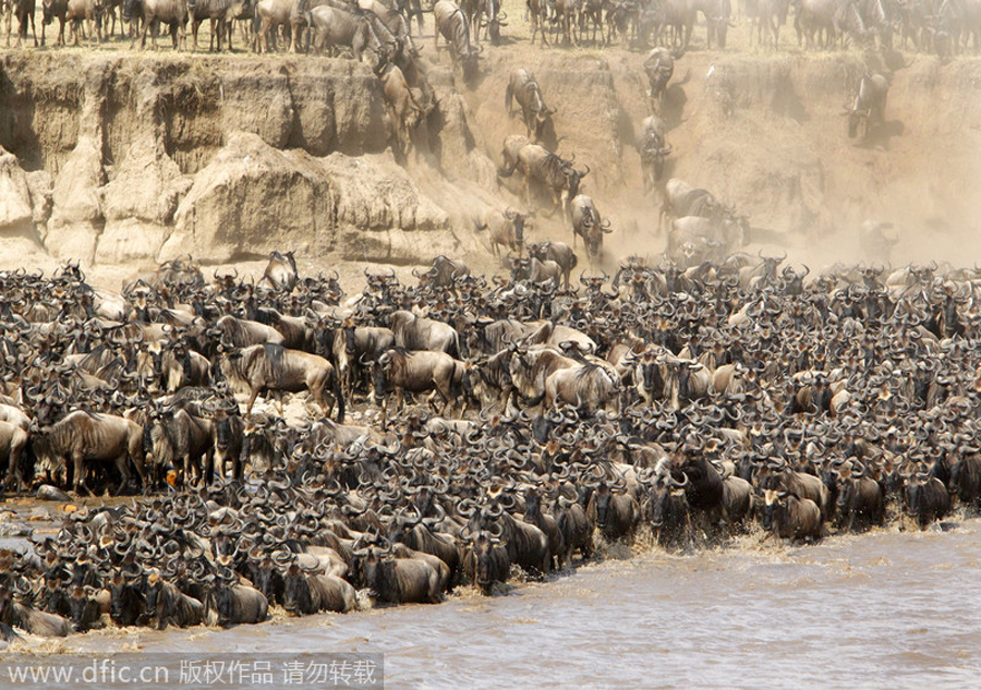 Animals' treacherous journey