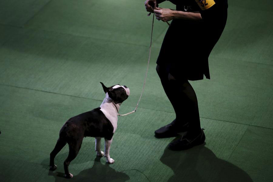 2016 Westminster Kennel Club Dog Show held in New York