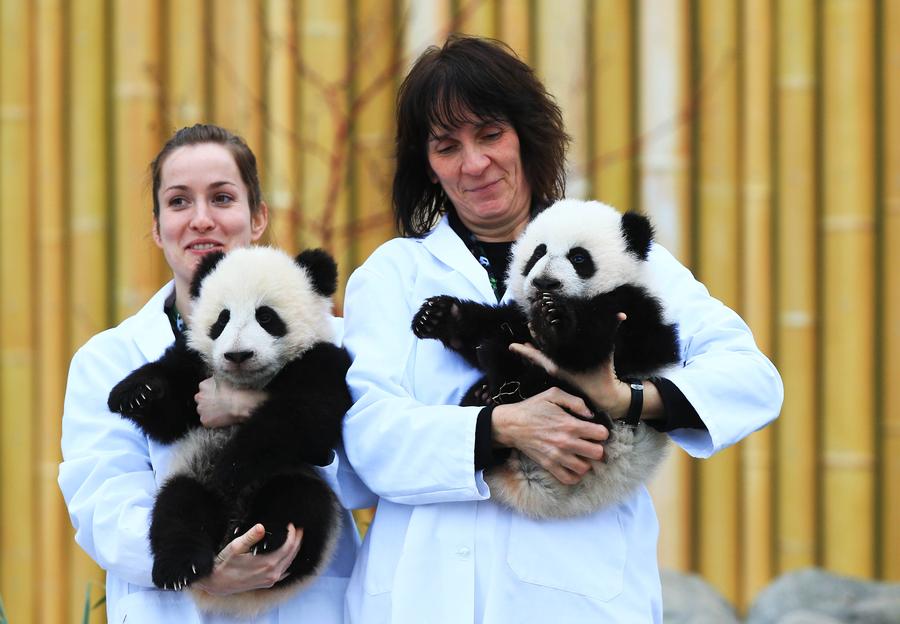 Toronto Zoo reveals names of twin giant pandas