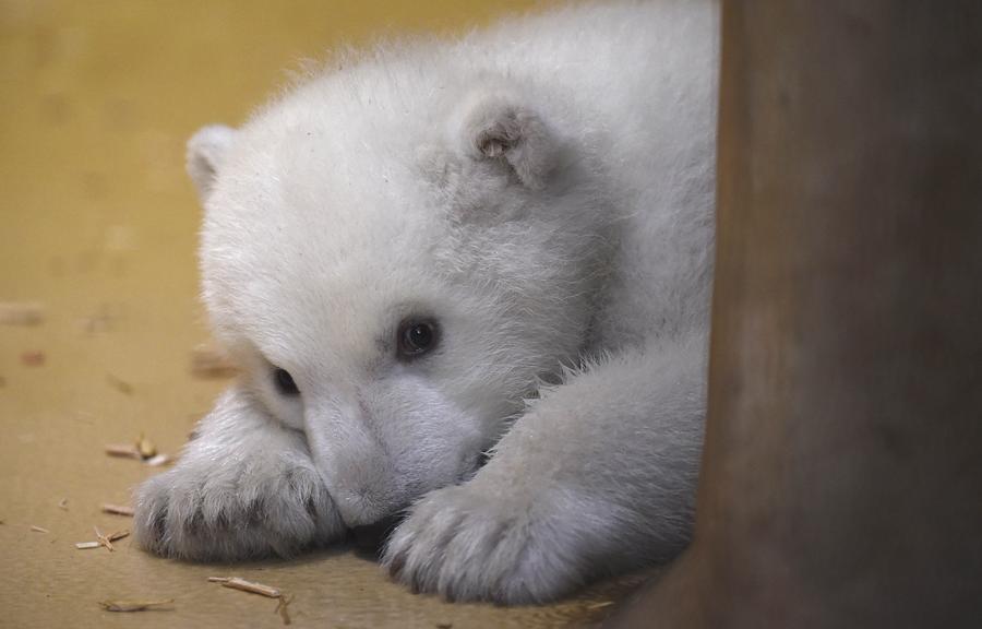 Polar bear cub unveiled at German zoo