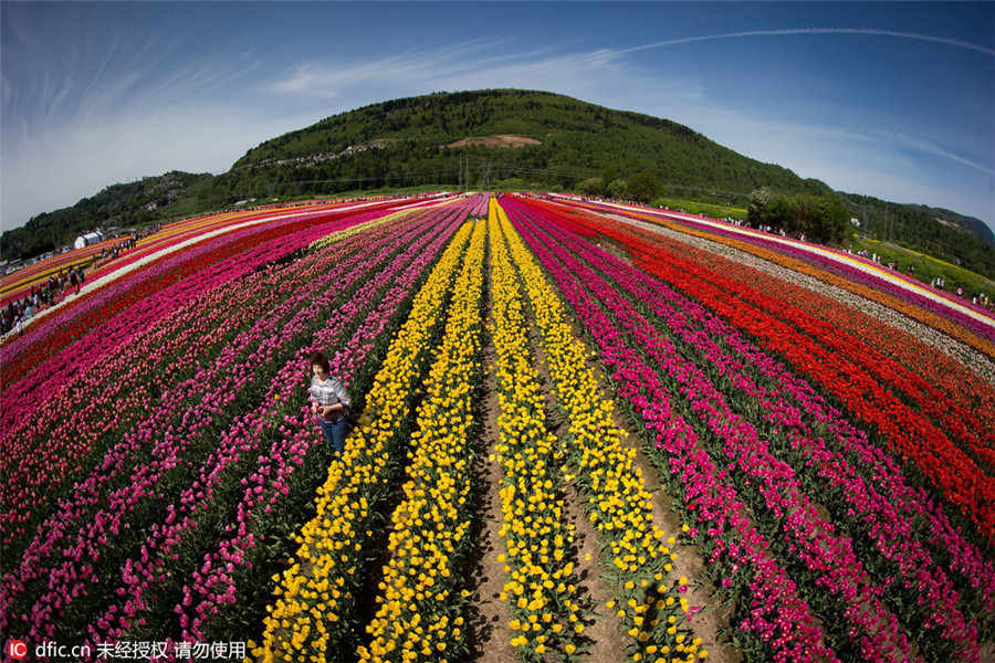 Abbotsford Tulip Festival kicks off in Canada