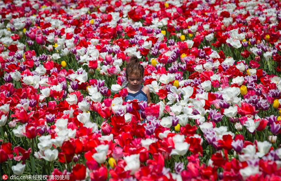 Abbotsford Tulip Festival kicks off in Canada