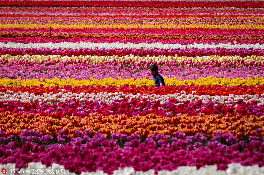 Abbotsford Tulip Festival kicks off in Canada