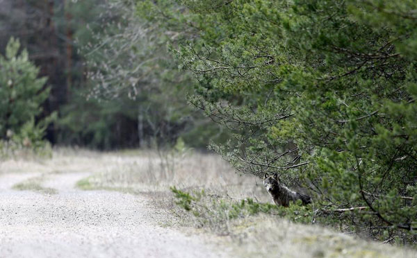 Around 160 estimated return to Chernobyl exclusion zone to live