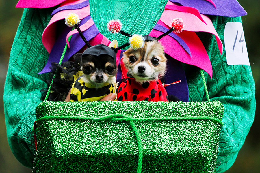 Dogs rock Halloween parade in NY