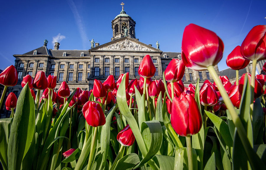 Amsterdam transforms into a tulip ocean on National Tulip Day