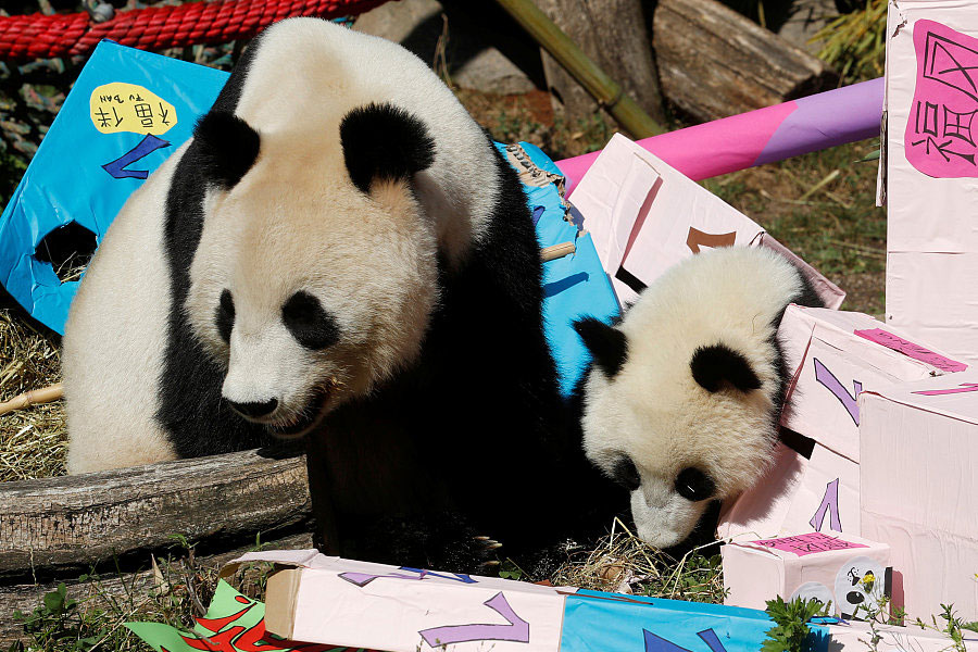 Panda cub poses on its first birthday