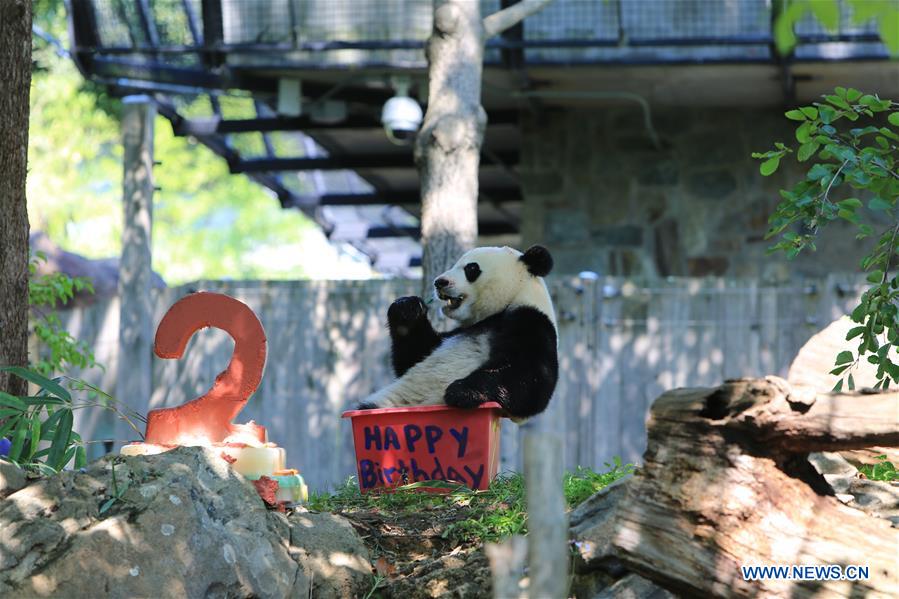 Giant panda Beibei celebrates 2-year-old birthday in US