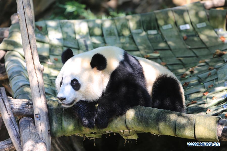 Giant panda Beibei celebrates 2-year-old birthday in US