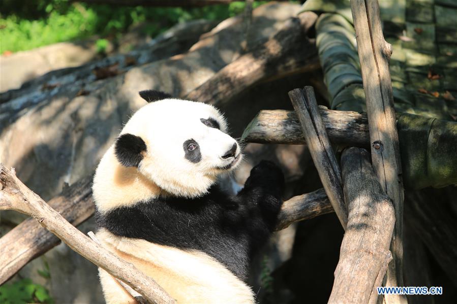 Giant panda Beibei celebrates 2-year-old birthday in US