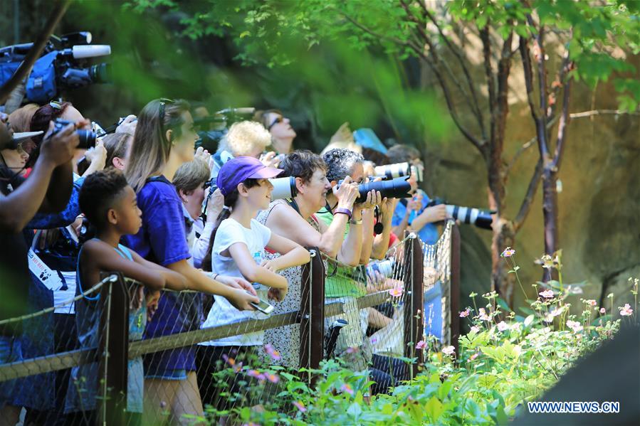 Giant panda Beibei celebrates 2-year-old birthday in US