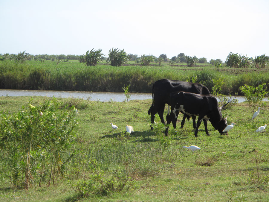 A glance at Mozambique